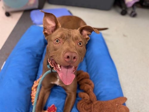 *SCOUT - Pit Bull Terrier available for adoption