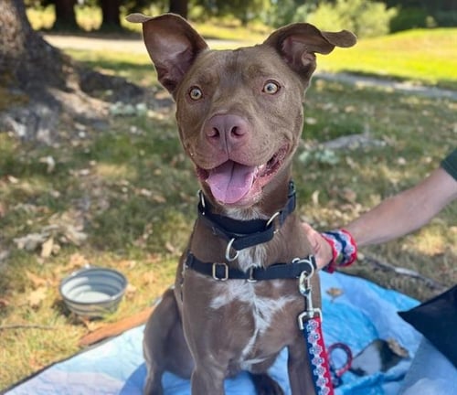 *SCOUT - Pit Bull Terrier available for adoption