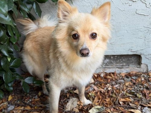 JUNIPER - Pomeranian available for adoption