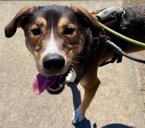 NUGGET - German Shepherd Dog / Redbone Coonhound for adoption in Santa Rosa