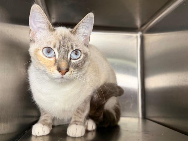 MANGO - Domestic Short Hair available for adoption