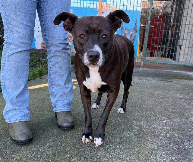 BEAUTIFUL - Pit Bull Terrier available for adoption