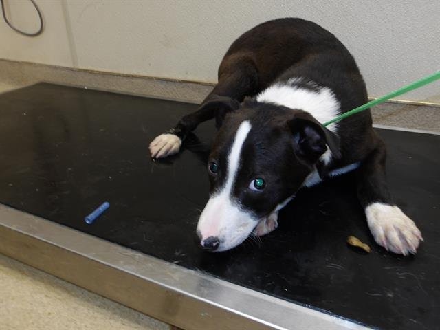 *WALLY - Border Collie available for adoption