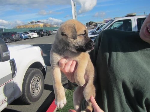 *VERN - Belgian Shepherd Malinois available for adoption