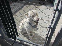 SNOWBALL - Photo 1