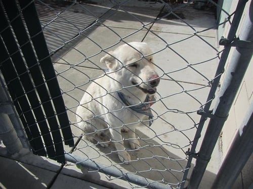 SNOWBALL - German Shepherd Dog for adoption in Santa Rosa