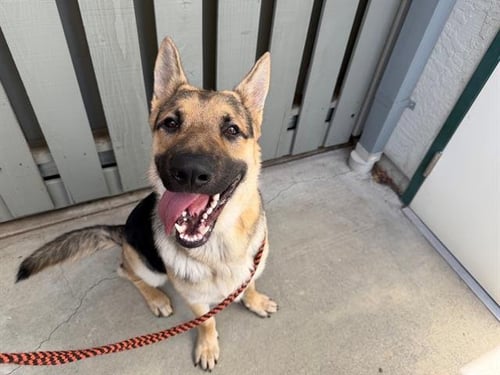 *BANDIT - German Shepherd Dog available for adoption