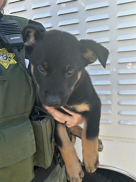 *OZ - German Shepherd Dog available for adoption