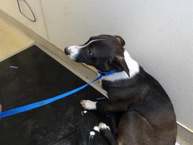 *ERNIE - Border Collie available for adoption