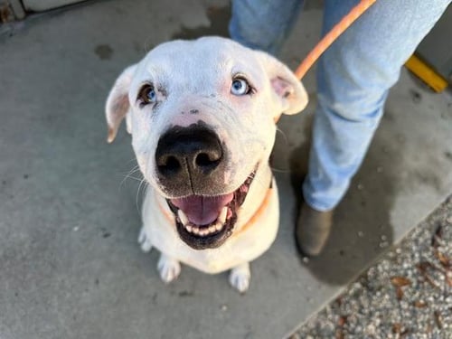 MERCY - Pit Bull Terrier for adoption in Santa Rosa