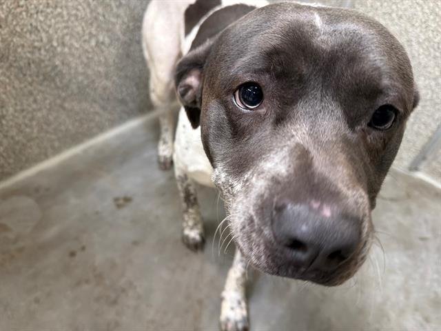 *BANJO - Pit Bull Terrier available for adoption