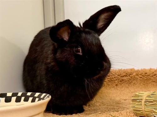 *FIONA - Shorthaired Rabbit available for adoption