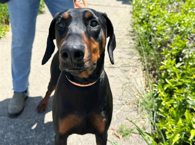 DAISY - Doberman Pinscher available for adoption