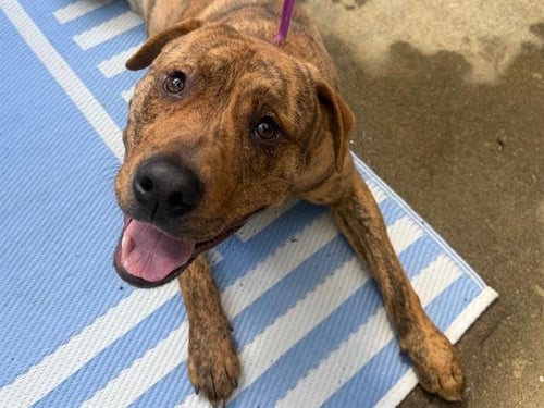 *AMBROSE - Pit Bull Terrier available for adoption