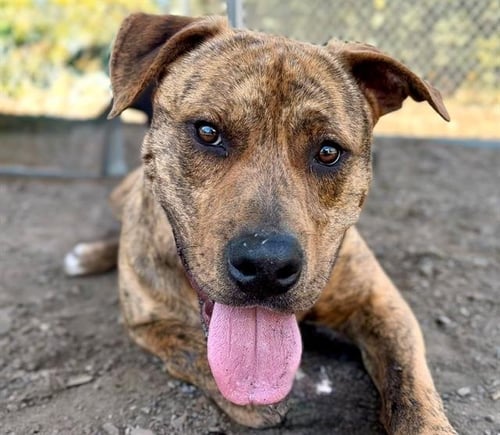 *AMBROSE - Pit Bull Terrier available for adoption
