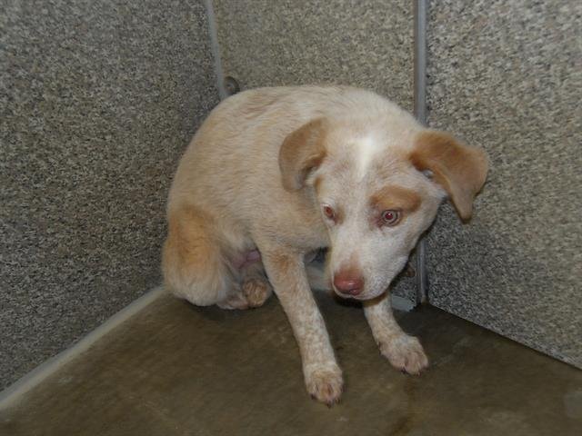 *SCHUGIE - Australian Cattle Dog/Blue Heeler available for adoption