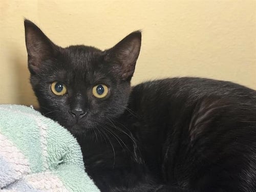 *FELLENA - Domestic Short Hair available for adoption