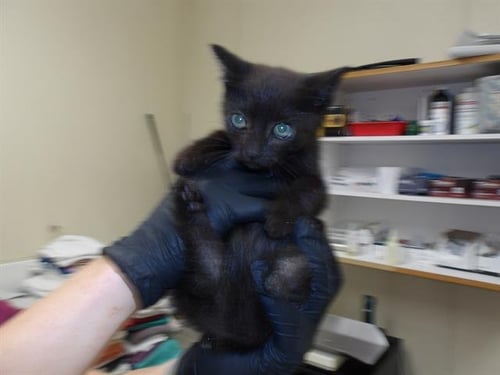 *TUCO - Domestic Short Hair available for adoption