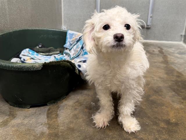 *JUDY - Poodle (Miniature) available for adoption