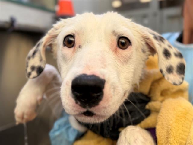 *PETRIE - Australian Cattle Dog/Blue Heeler available for adoption