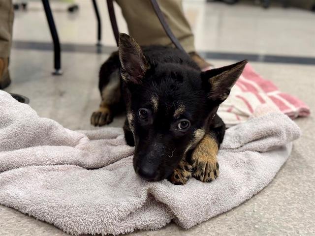 *S'MORES - German Shepherd Dog available for adoption