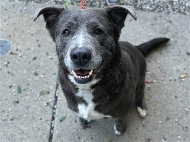 *MAPLE - Pit Bull Terrier available for adoption