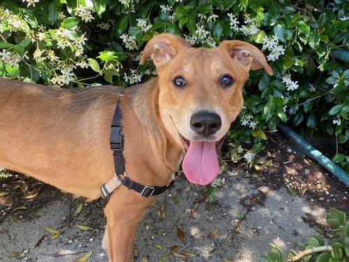 *SPRINKLES - Labrador Retriever available for adoption