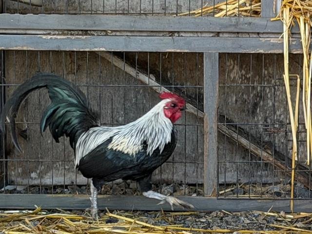 *CAMERON - Chicken available for adoption