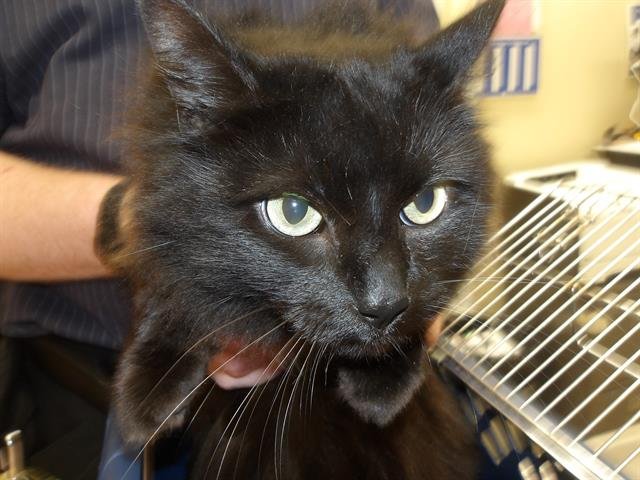 BOBA - Domestic Long Hair available for adoption