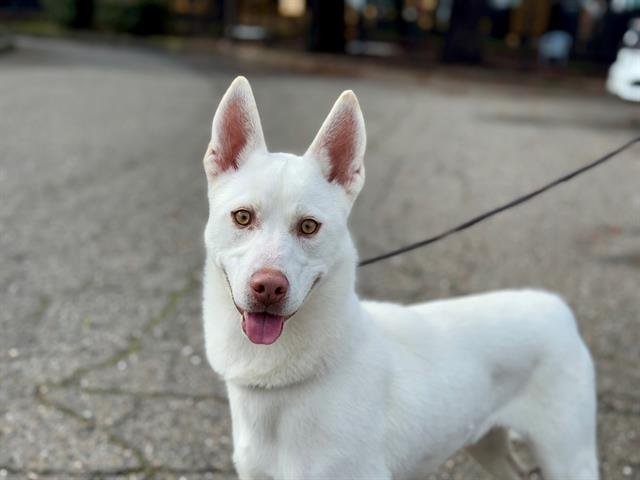 PINKY - Siberian Husky available for adoption
