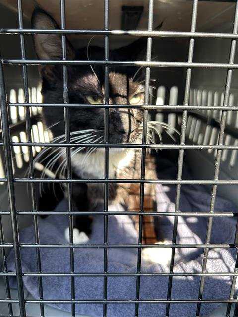 *PHIL - Domestic Short Hair available for adoption