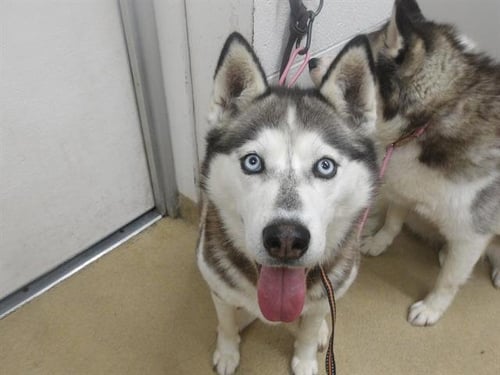 BELLA - Siberian Husky for adoption in Santa Rosa