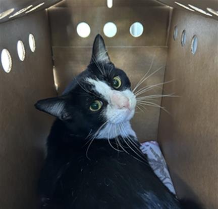 *NERO - Domestic Short Hair available for adoption