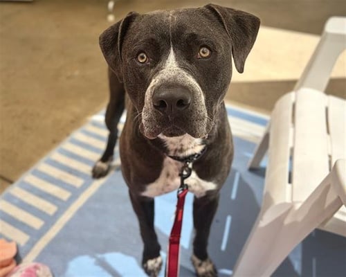 *ARTURO - Pit Bull Terrier available for adoption