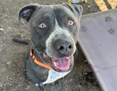 *ARTURO - Pit Bull Terrier available for adoption