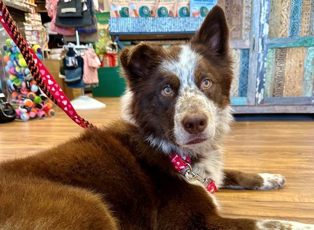 *SAM - Border Collie available for adoption