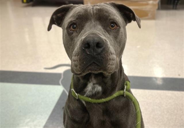 HARLEY - Pit Bull Terrier available for adoption