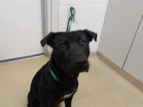 *TOBY - Labrador Retriever available for adoption
