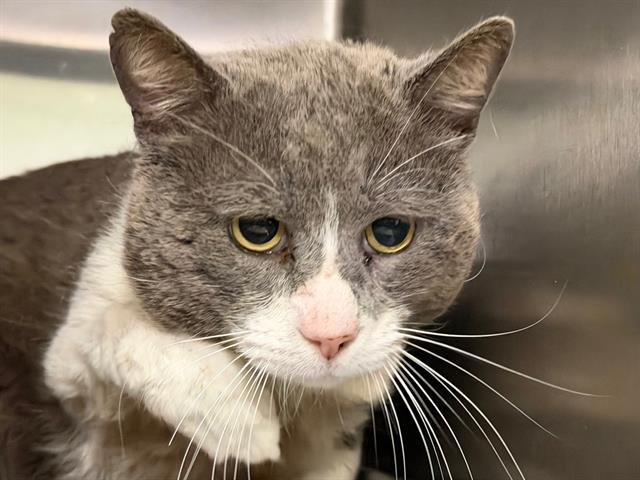 *MARCUS - Domestic Medium Hair available for adoption