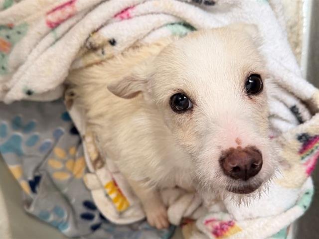 *CHARLI - Australian Terrier available for adoption