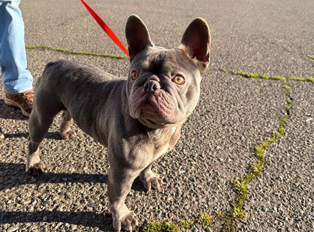 *CONNOR - French Bulldog available for adoption