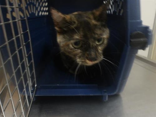 *TEELA - Domestic Short Hair available for adoption