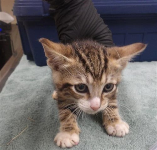 *TATER - Domestic Short Hair available for adoption