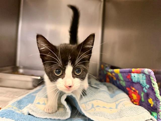 *RITA - Domestic Short Hair available for adoption