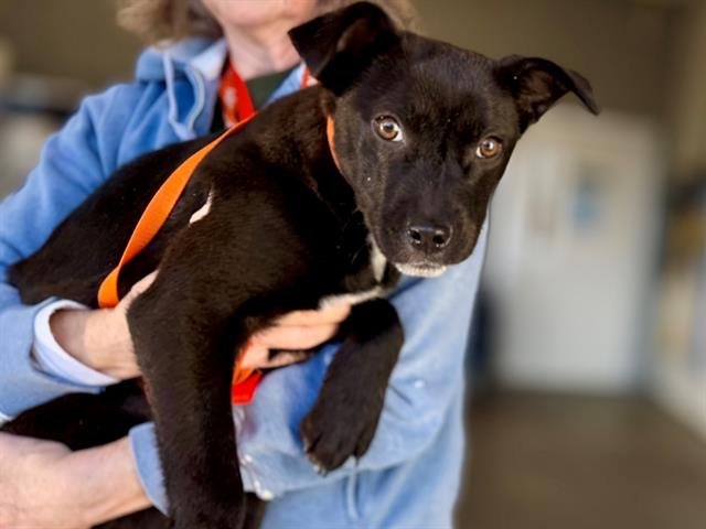 *DRAGONFLY - Australian Cattle Dog/Blue Heeler available for adoption