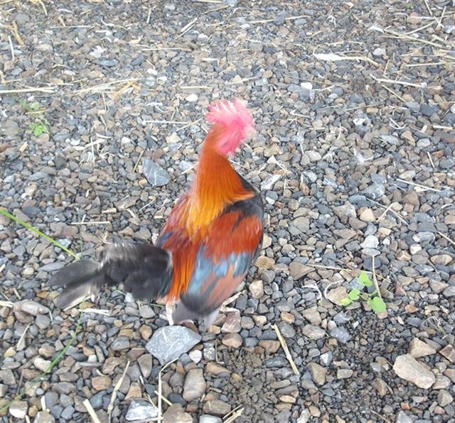 *SLATER - Chicken / Bantam available for adoption