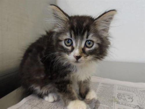 *BREA - Domestic Medium Hair available for adoption