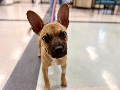 *DOBBY - French Bulldog available for adoption