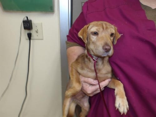 CHASE - Dachshund available for adoption