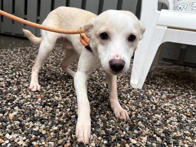 *RUPERT - Chihuahua available for adoption